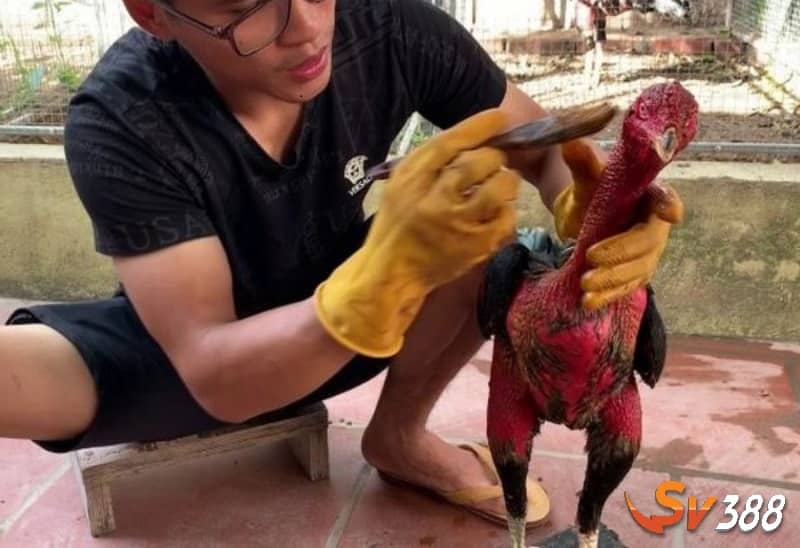 Tiến hành thoa đều hỗn hợp lên gà Tiến hành thoa đều hỗn hợp lên gà
