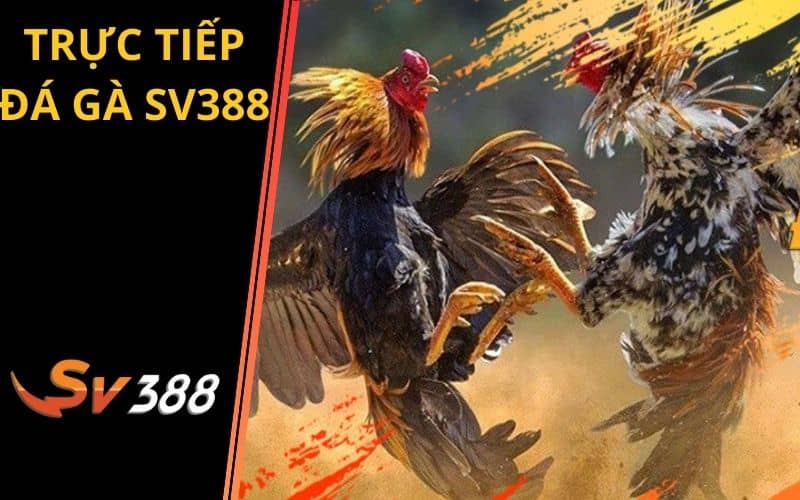 Xem trực tiếp đá gà độc quyền tại SV388 Xem trực tiếp đá gà độc quyền tại SV388
